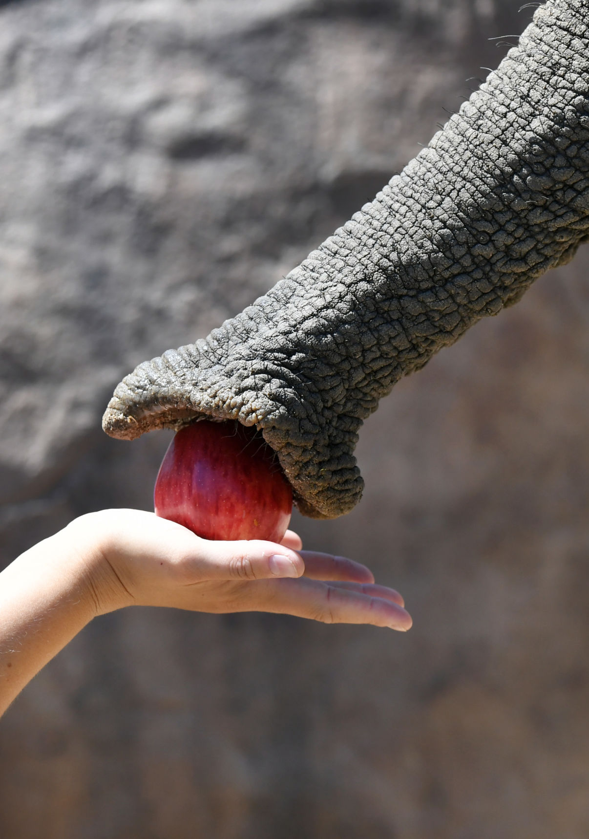 070119-news-elephant 08.JPG